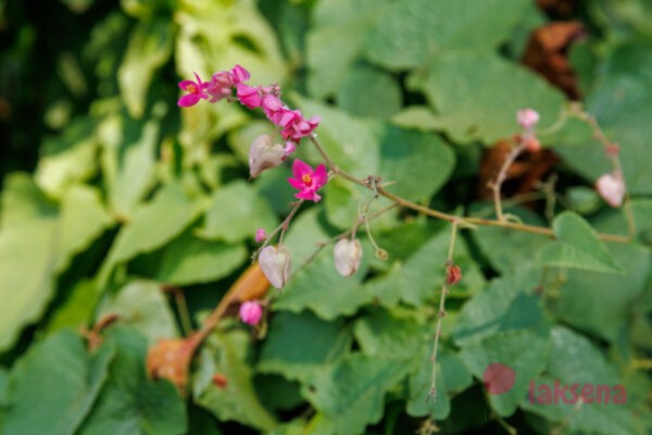 цветы таиланда Антигон тонковатый (Antigonon Leptopus)