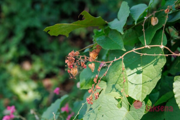 цветы таиланда Антигон тонковатый (Antigonon Leptopus)