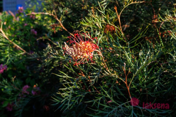 цветы Таиланда Гревиллея Бенкса (Grevillea banksii) 