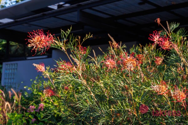 цветы Таиланда Гревиллея Бенкса (Grevillea banksii) 