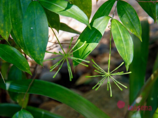 Драцена Годсефа, Драцена Суркулоза (Dracaena surculosa) цветы таиланда