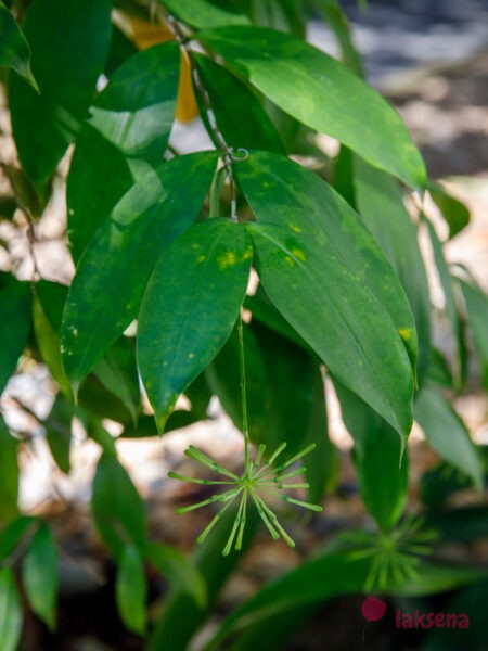 Драцена Годсефа, Драцена Суркулоза (Dracaena surculosa)