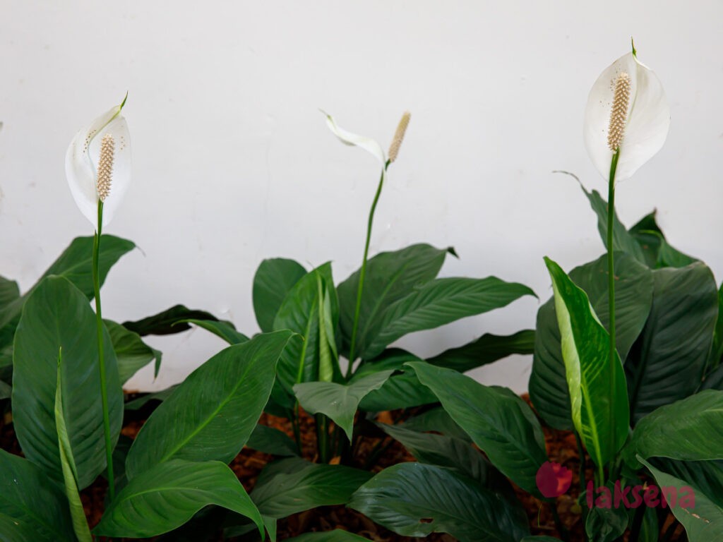 Спатифиллум обильноцветущий (Spathiphyllum floribundum) цветы таиланда