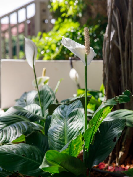 Спатифиллум обильноцветущий (Spathiphyllum floribundum) цветы таиланда