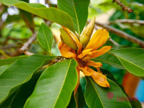 Магнолия, или микелия, чампака (лат. Magnоlia chаmpaca) цветы таиланда