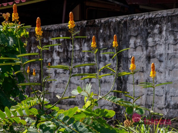 Cassia alata, senna alata, Сенна крылатая цветы таиланда