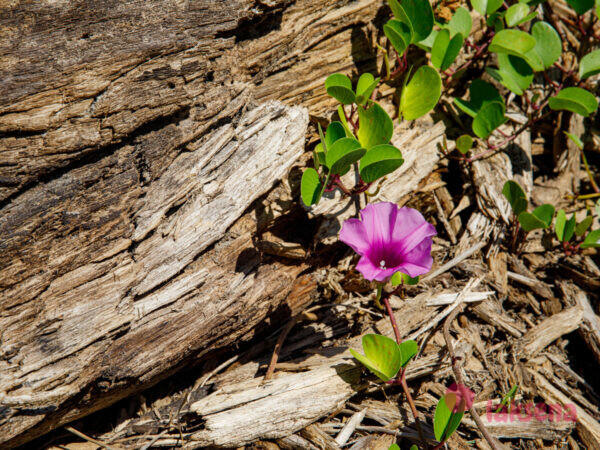 Ипомея двулопастная (лат. Ipomoea pes-caprae) цветы таиланда