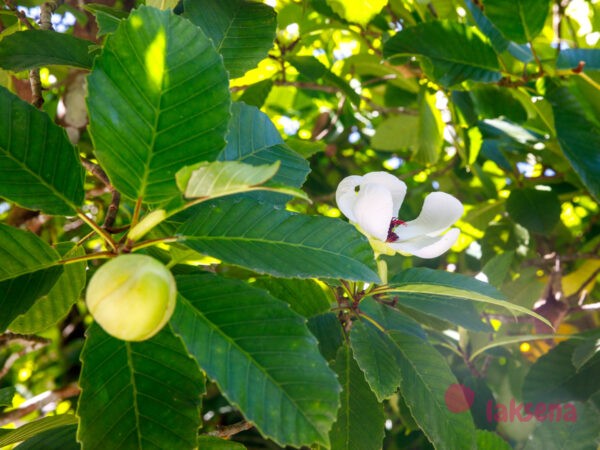 Магнолия Зибольда (Magnolia Sieboldii) цветы таиланда