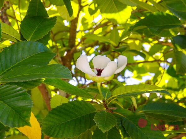 Магнолия Зибольда (Magnolia Sieboldii) растения таиланда