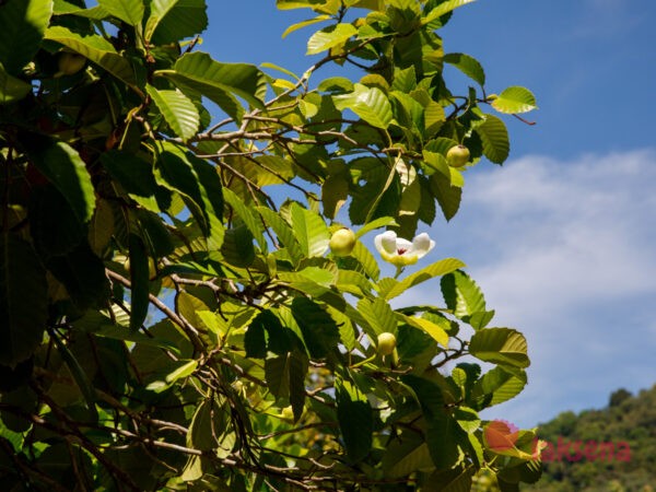 Магнолия Зибольда (Magnolia Sieboldii) цветы таиланда
