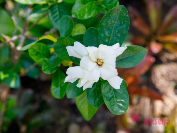 Гардения жасминовидная (Gardenia jasminoides, Gardenia augusta) цветы таиланда