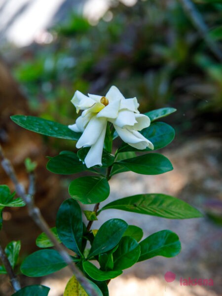 Гардения жасминовидная (Gardenia jasminoides, Gardenia augusta) цветы таиланда