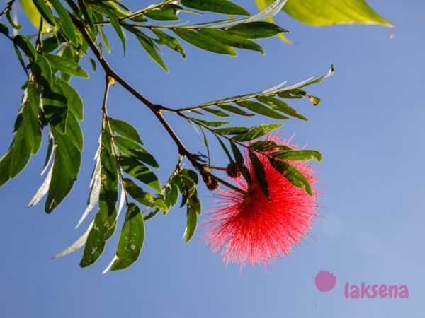Calliandra haematocephala - каллиандра красноголовая цветы таиланда