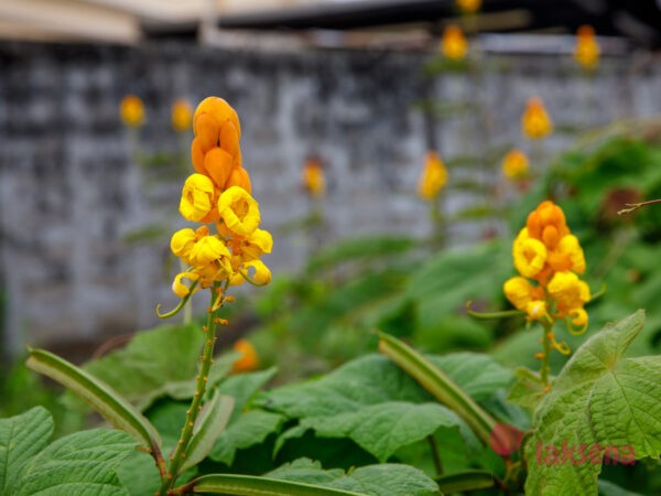 Cassia alata, senna alata, Сенна крылатая цветы таиланда