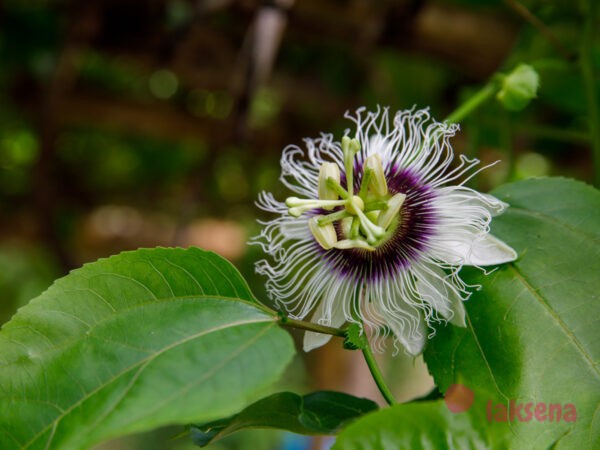  цветы таиланда цветок маракуйи Страстоцвет, пассифлора (Passiflora)