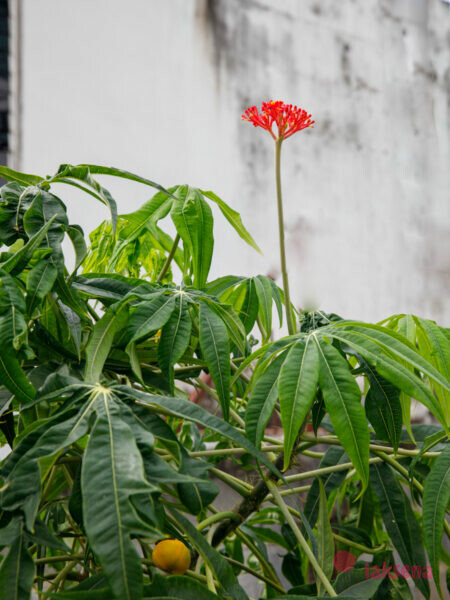 Ятрофа рассеченная (лат. Jatropha multifida, Adenoropium multifidum) цветы таиланда