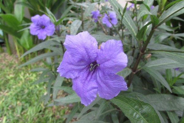 Руэллия Бриттона (Ruellia brittoniana, Ruellia tweediana) цветы таиланда