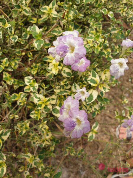 Азистазия цветы таиланда
