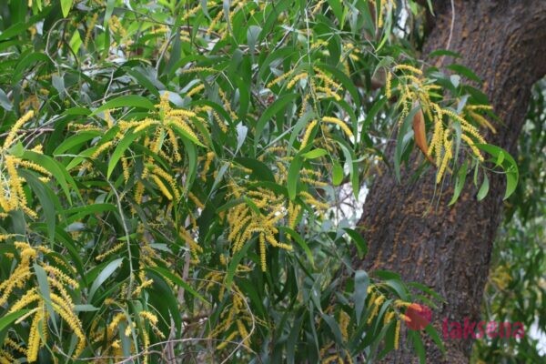 Акация ушковидная или Аури (Acacia auriculiformis) тайские цветы