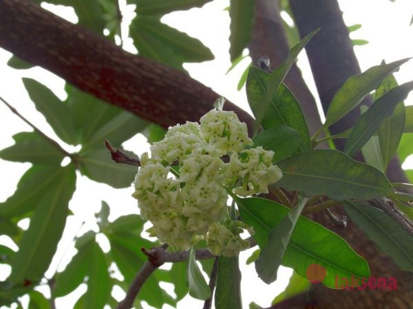 цветы таиланда Дита, или альстония (Alstonia)