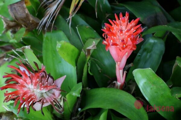 Бильбергия пирамидальная, Billbergia pyramidalis тайские цветы