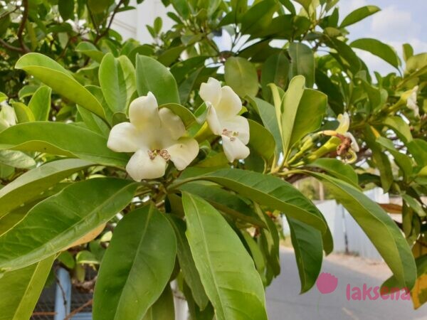 Фагрея цейлонская (Fagraea ceilanica, Perfume Flower Tree) тайские цветы