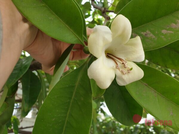 Фагрея цейлонская (Fagraea ceilanica, Perfume Flower Tree) цветы таиланда