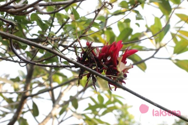 Эритрина пестрая, или Индийское коралловое дерево Erythrina variegata – Indian Coral Tree