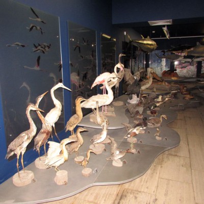 Музей моря в Айя Напе