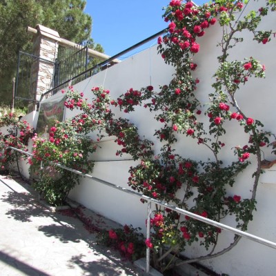 дом роз агрос Гастрономический тур Кипр, или гурмэ-вояж