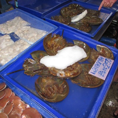 Велотур по Паттайе рыбный рынок наклыа