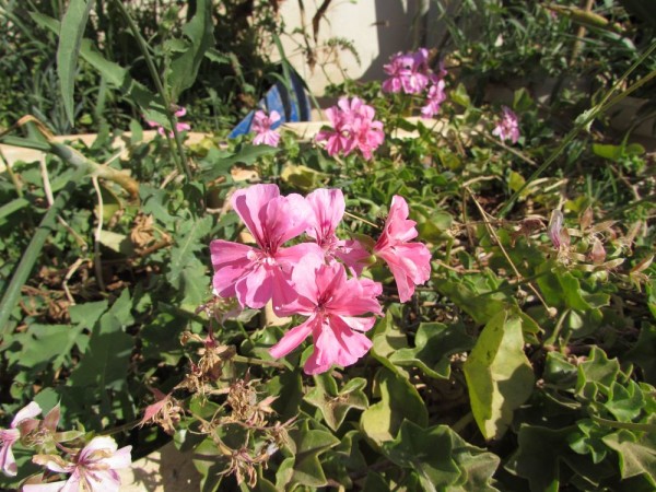 цветы кипра герань пеларгония