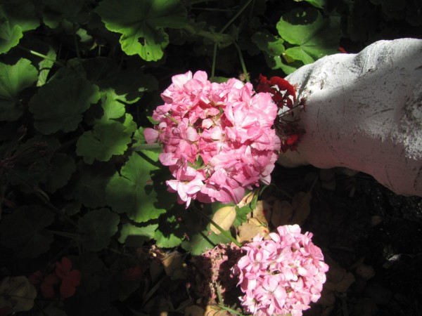 Пеларгония, герань (Pelargonium) цветы крита