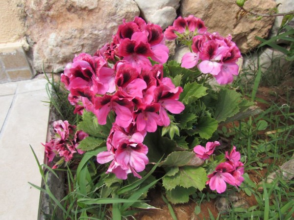 цветы кипра герань пеларгония