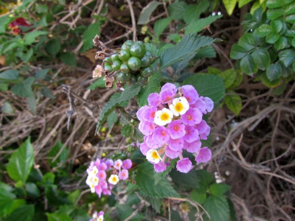 Лантана сводчатая, или шиповатая, Lantana camara цветы кипра