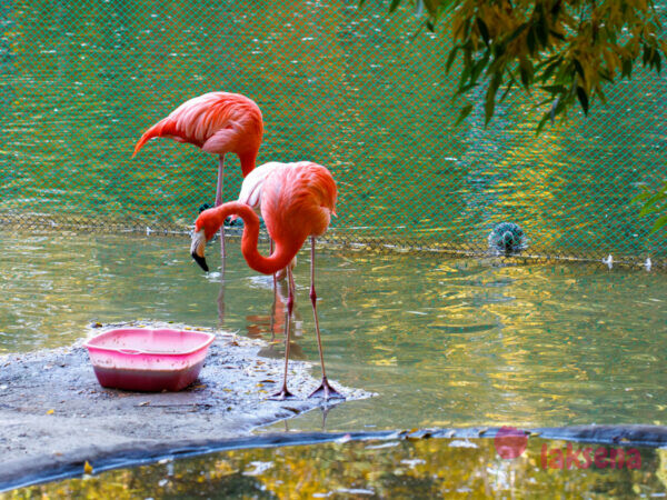 Новосибирский зоопарк фламинго