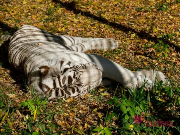 Новосибирский зоопарк, прогулка бенгальский тигр