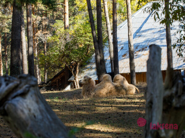 Новосибирский зоопарк верблюд бактриан