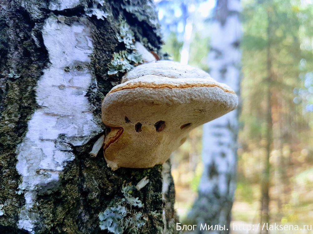 Необычные грибы: удивительная форма трутовик