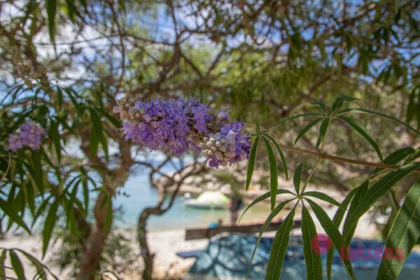 Цветы Хорватии Прутняк обыкновенный (Vitexagnus castus) витекс авраамово дерево