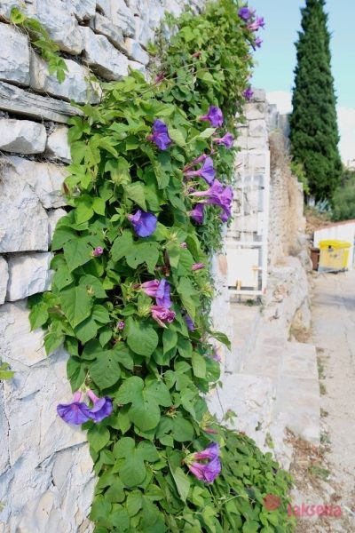 Цветы Хорватии