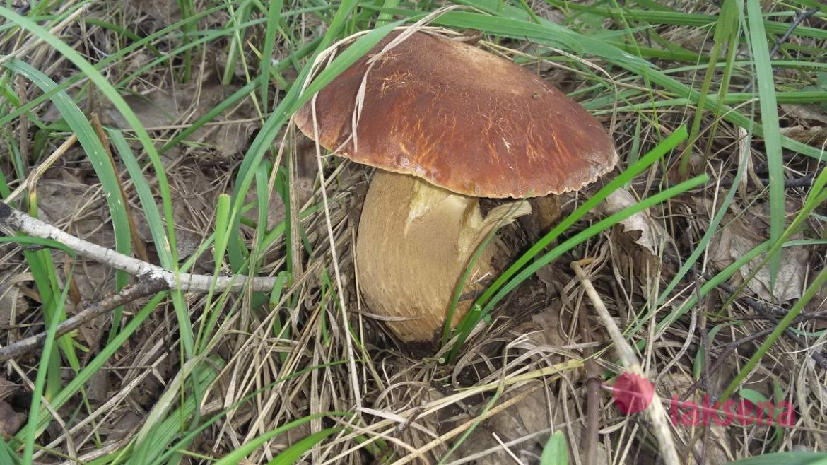 Загадки про грибы: подборка с фотографиями