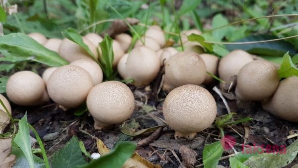 загадки про грибы