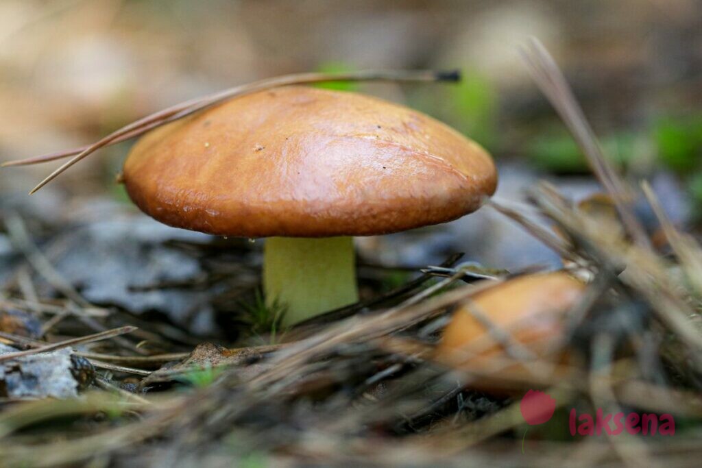 загадки про грибы маслята