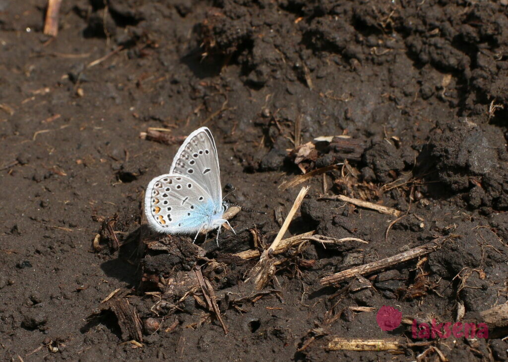 Загадки про бабочку бабочки сибири голубянка