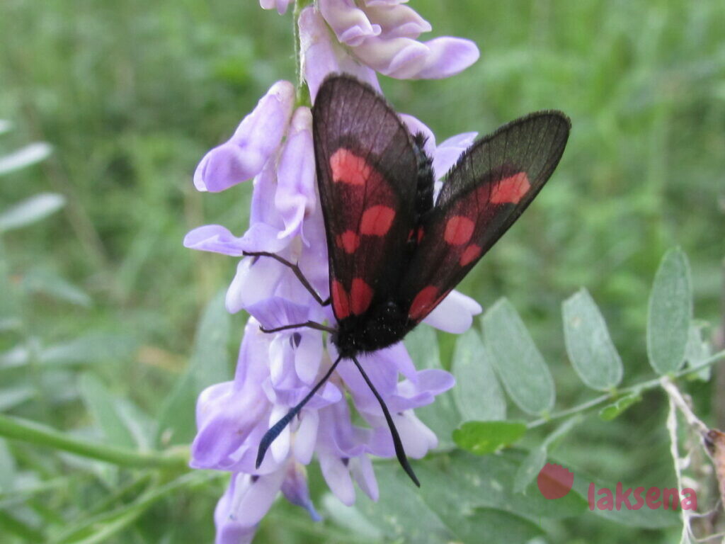 сибирские бабочки Пестрянка луговая (лат. Zygaena lonicerae)