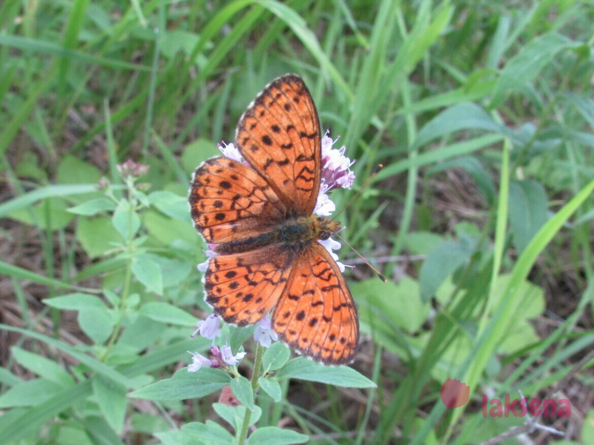Загадки про бабочку: подборка с фотографиями