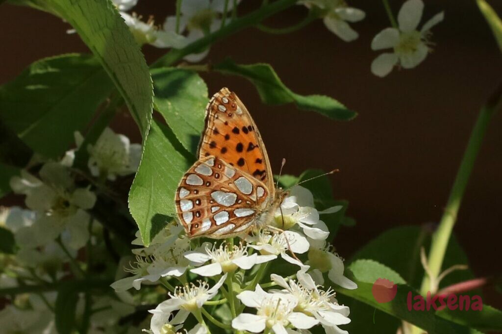 Перламутровка полевая бабочки сибири