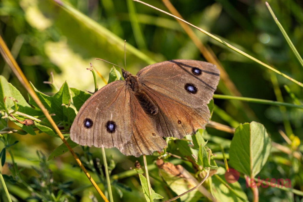 Бархатница Дриада (лат. Minois dryas) бабочки сибири новосибирская область