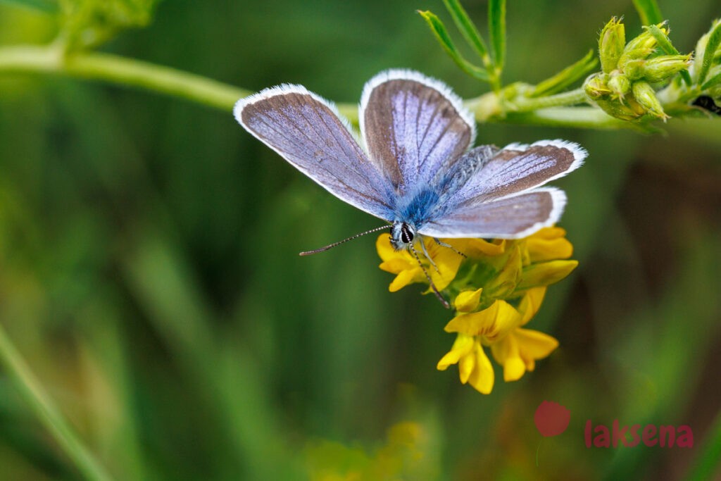 Голубянка (лат.  Polyommatus icarus) бабочки сибири